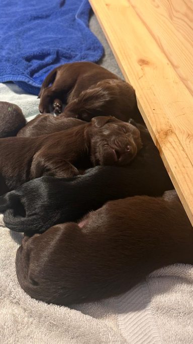 Gruppenschlafen mit Karpfengesicht